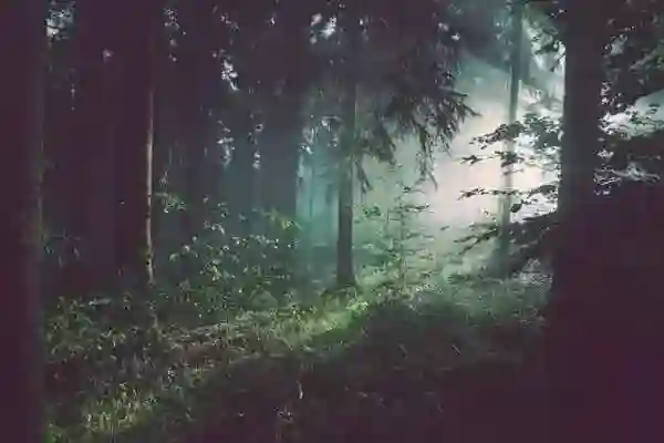 Waldbestattung – würdevolle Bestattung
